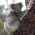 Koalas have one of the smallest brains in proportion to body weight of any mammal. They are so dumb, that when presented with leaves on a flat surface instead of on branches, they are unable to recognize them as food and will not eat them.