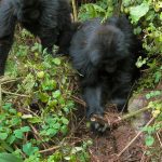When a poacher’s snare killed one of their own, two young gorillas teamed up to find and dismantle traps in their Rwandan forest home. They saw what they had to do, they did it then moved to dismantle next trap.