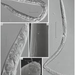 While scientists were analyzing prehistoric worms recovered from permafrost, two 40,000 year old nematodes 'revived' and began moving and eating, making them the oldest multi-cellular life alive on Earth.