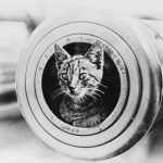 Cats were kept on ships by Ancient Egyptians for pest control and it became a seafaring tradition. It is believed Domestic cats spread throughout much of the world with sailing ships during Age of Discovery(15th through 18th centuries).