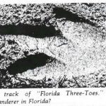 In 1948, a man wore 30-pound, 3-toed lead shoes and stomped around a Florida beach in the night. The footprints lead people to believe that a 15-foot tall penguin was roaming their lands. He kept up the prank for 10 years, visiting various beaches. The hoax wasn't revealed until 40 years later.