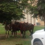 There is a Montana Law that if a student rides a horse to school, the principal has to feed, water, and tend the horse. Six seniors who were aware of this law rode their horses on the last day of school. Their principal did his duty and took care of their horses.