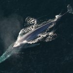 The blue whale is not only the largest animal currently on the planet, but the largest animal to have ever existed