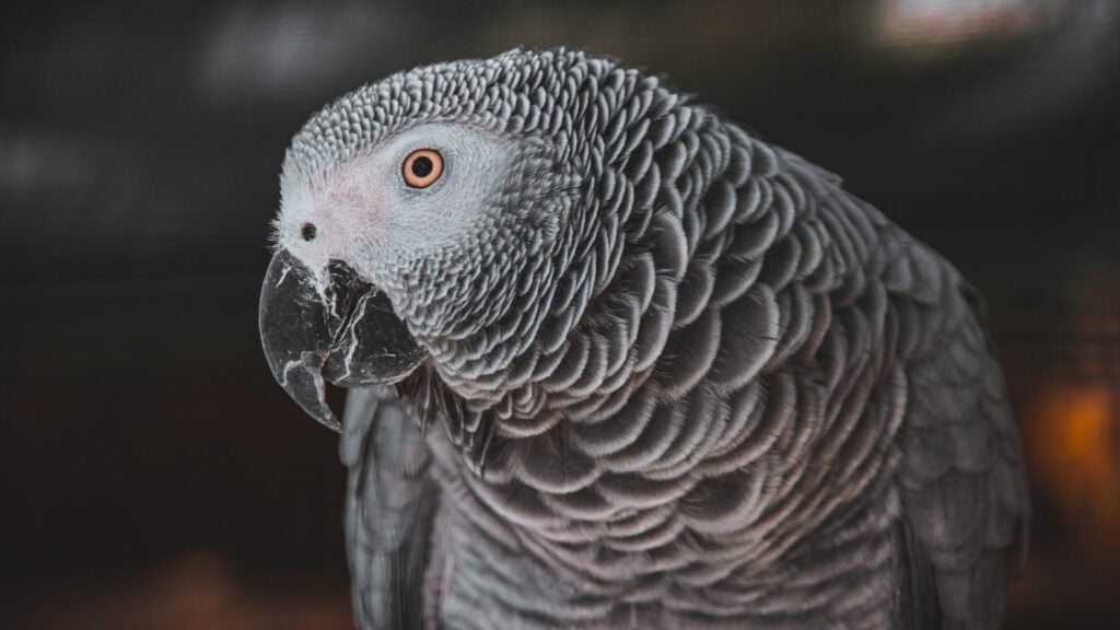 Poll the Parrot