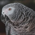 Poll the Parrot