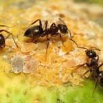 The common black garden ant queen has an average lifespan of 15 years, with some living up to around 30. And while under laboratory conditions, workers can live at least 4 years. Watch your step!
