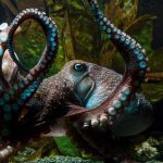 In 2016, an octopus named Inky mysteriously disappeared from New Zealand's National Aquarium. A wet trail later revealed he escaped his tank through a small hole, slid across the floor at night and squeezed his body through a pipe leading to the ocean.