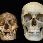 Meet a species of human that grew no larger than a modern 3-year-old child and lived on a remote island in Indonesia 18,000 years ago. These humans lived alongside Homo sapiens. They manufactured sophisticated stone tools, hunted elephants, and more, all with a brain only 1/3 the size of ours.