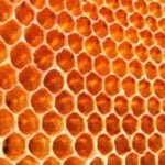 Honeycombs Don't Start as Hexagons, the Heat Formed in the Hive Softens the Wax and Creates the Shape