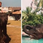 In 2004, an elephant saved a girl's life in Thailand when a tsunami occurred. The girl was riding on the elephant before it hit and the elephant was able to take her to higher ground without trying to throw her off. Today, the girl's family donates to elephant charities in Thailand.