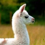 Llamas That Spend Too Much Time Around Humans Are Prone To Berserk Llama Syndrome. Such Llamas Believe That Humans Are Fellow Llamas, And Sneak Up Behind Them To Attack.