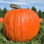 Pumpkins evolved to be eaten by wooly mammoths and giant sloths. Pumpkins would likely be extinct today if ancient humans hadn't conserved them.