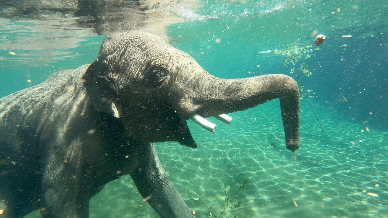 How Well Elephants Swim?