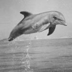 Tuffy the dolphin