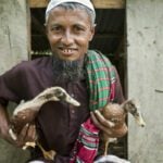 Why Do Farmers in Bangladesh Prefer to Raise Ducks in Bangladesh?