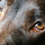 How Did Dog's Eyes Evolve?