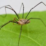 Why Are Daddy Long Legs Not Considered Spiders? 