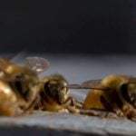 Honeybee venom rapidly kills aggressive breast cancer cells and when the venom's main component is combined with existing chemotherapy drugs, it is extremely efficient at reducing tumour growth in mice