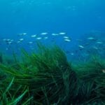 How is Seagrass More Efficient in Converting Carbon Dioxide into Oxygen?