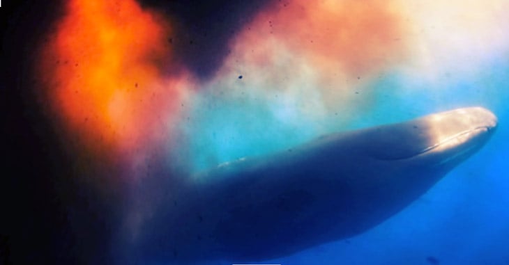Whale poo