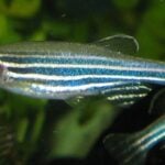 How Do Drunk Zebrafish Convince Sober Ones to Follow Them?