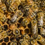 A lab study found honeybee venom (which has the compound "melittin") destroyed 2 types of hard to treat breast cancer cells. Melittin on its own reduced cancer cell growth & can be produced synthetically. One venom concentration killed cancer cells within 1 hour with minimal harm to other cells.
