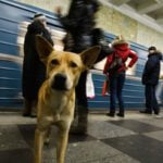 In Moscow, packs of stray dogs will sometimes send out a smaller, cuter member to beg for food, apparently realising it will be more successful than its bigger, less attractive counterparts