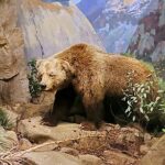Despite being depicted on California's flag, the California grizzly bear has been extinct since 1924.