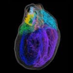 In 1991 it was discovered that the heart has its "little brain" or "intrinsic cardiac nervous system." This "heart brain" is composed of approximately 40,000 neurons that are alike neurons in the brain, meaning that the heart has its own nervous system.