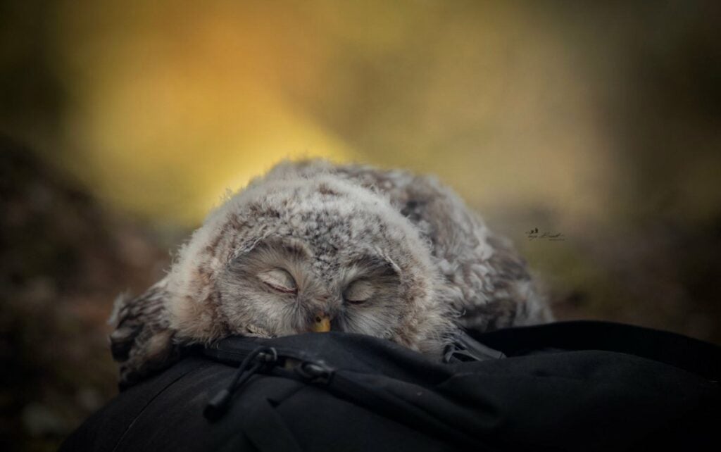 Baby Owls Sleep On Their Bellies