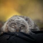 Why Do Baby Owls Lie on Their Stomachs?