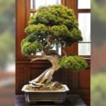 When a 400-year rare old Japanese bonsai tree was stolen, the bonsai master gave out instructions on how the thief could care for the plant so it doesn't die, as he felt it was his child.