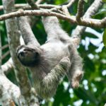 Evidence suggests that sloths grow algae in their fur and then eat it. This algae-farming is thought to be aided by moths that live in the fur, and whose growth the sloth actively promotes.