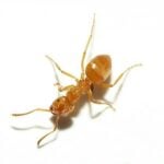 Some ant queens will find a queen with an established nest to kill and impersonate. To sneak into the nest they first find and kill a worker ant for its scent.