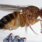 Why Do Fruit Flies Drink?