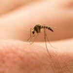Police in Finland believe they have caught a car thief with the help of a dead mosquito they noticed inside an abandoned vehicle. Police saw that the mosquito had recently sucked blood and decided to send the insect for analysis, and the DNA matched the man on the Police Register.