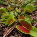 Where Can You Commonly Find Venus Flytraps in the US?