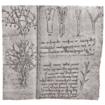 What Was Leonardo Da Vinci's Theory on Trees?
