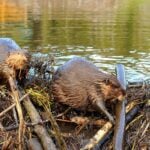 Why Do Beavers Build Dams?