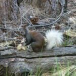Are Abert and Kaibab Squirrels Examples of Speciation?