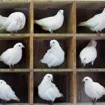 What is the Pigeonhole Principle?