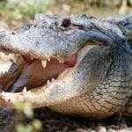 Why Do Alligators Keep Their Eggs in Their Mouths?