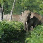 What Happened to the Rogue Elephant in India?