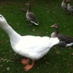 Can Geese Replace Guard Dogs?