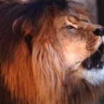 Can Lions Lose Their Manes?