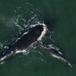 Why Are Right Whales in the North Atlantic Endangered?