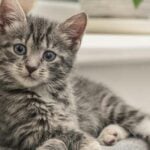 What Makes A Tabby Cat Special?