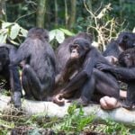 What is the Difference Between Bonobos and Chimpanzees?