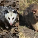 Are Opossums and Possums the Same?