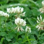 Are Clovers Helpful to Our Gardens?